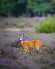 roe deer in the forest © Tom's Wildlife