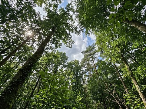 A background conveying the concept of carbon net-zero or carbon neutrality. Forest trees viewed from below under a partly cloudy sky