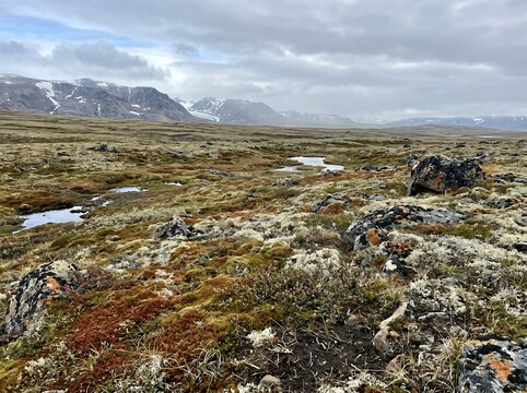 A depiction of arctic moss in a tundra setting, showing plant life, surroundings, frigid climate, ecological vegetation, and arctic moss tundra scenery