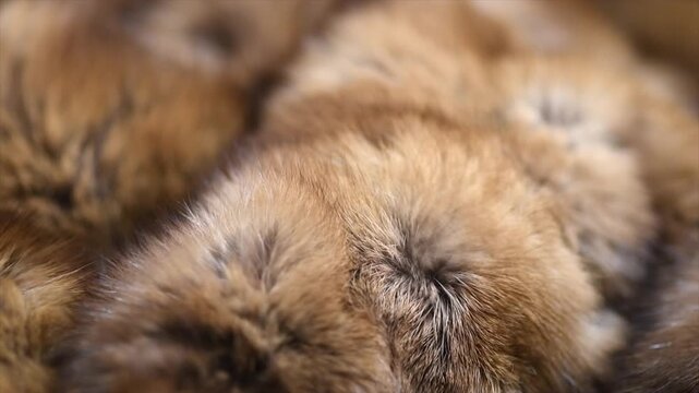 Sable fur background. Red with brown fur clothes texture closeup. Soft and fluffy Russian sable macro shot. Texture of real expensive fur surface, Rotating. Slow motion