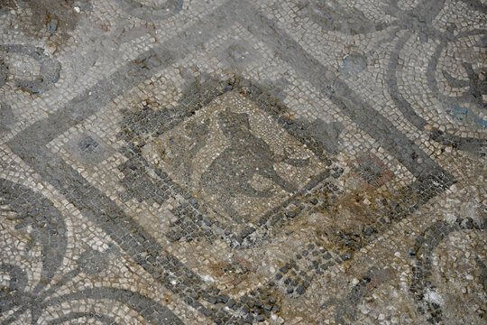 Dog Floor Mosaic at Kom El Dikka Site, Alexandria