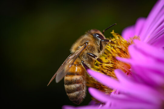 bee on a flower