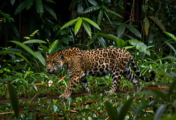 Naklejka premium wildlife conservation and biodiversity, jaguar walking through dense tropical rainforest vegetation in natural habitat, predator in the wild jungle