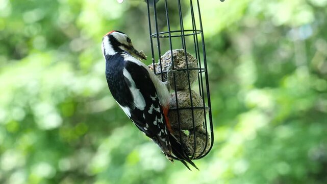Male great spotted woodpecker feeding on a suet ball in close-up, detailed view of striking bird pecking at feeder in natural garden setting with sharp plumage and vivid wildlife action.