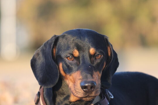 Black and tan dog giving a suspicious side-eye glance with raised brows in a close-up outdoor portrait