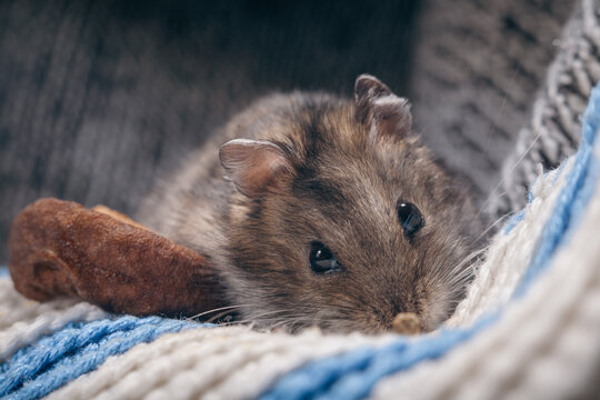 Cute winter white dwarf hamsters on a cozy knitted blanket at home workshop