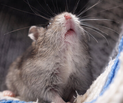 Cute winter white dwarf hamsters on a cozy knitted blanket at home workshop