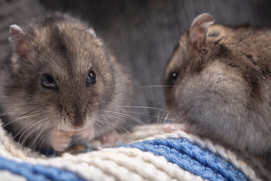 Cute winter white dwarf hamsters on a cozy knitted blanket at home workshop