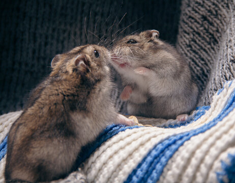 Cute winter white dwarf hamsters on a cozy knitted blanket at home workshop
