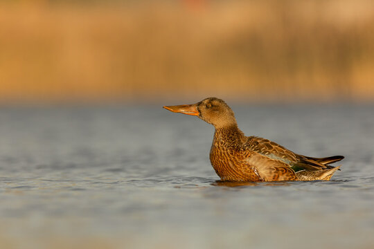 Female northern shoveler (Spatula clypeata) swimming on water in golden morning light. Wild duck with characteristic spatulate beak, side profile view, soft two-tone background, copy space.