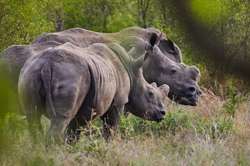 Three dehorned white rhinos standing together in the bush © Bubu