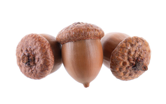 Acorn oak isolated on white background. Ripe brown acorns. Clipping path.