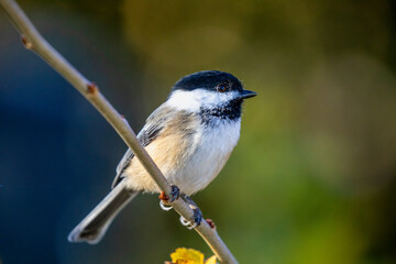 Blacked capped Chickadee © Brian Martel