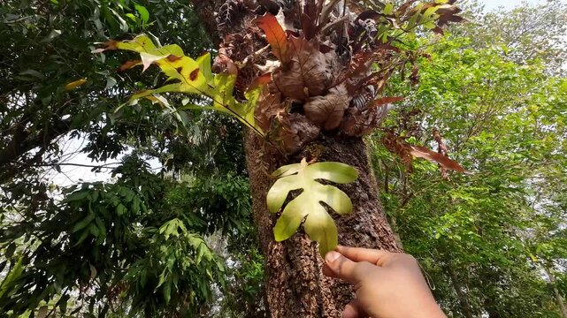 Hand holding orchid leaves growing attached to a mango tree trunk