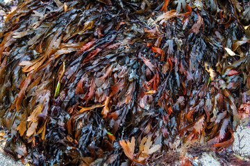 Colorfull Seaweeds © RandiGrace
