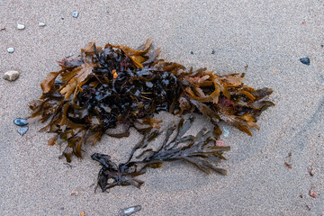 Seaweeds on Sand © RandiGrace