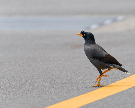 Javan myna walking on asphalt beside a yellow road marking, urban wildlife with copy space