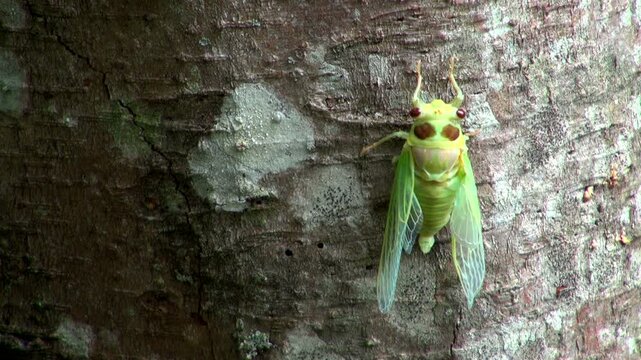 羽化したセミ