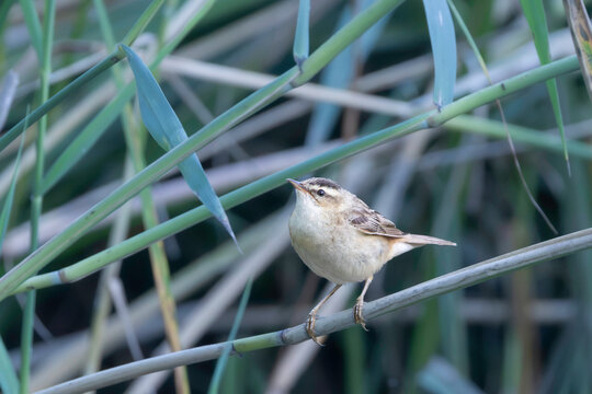 sedge warbler perched among reed stems wetland