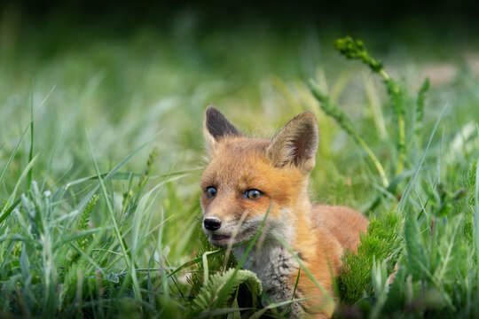 red fox cub hiding in lush meadow