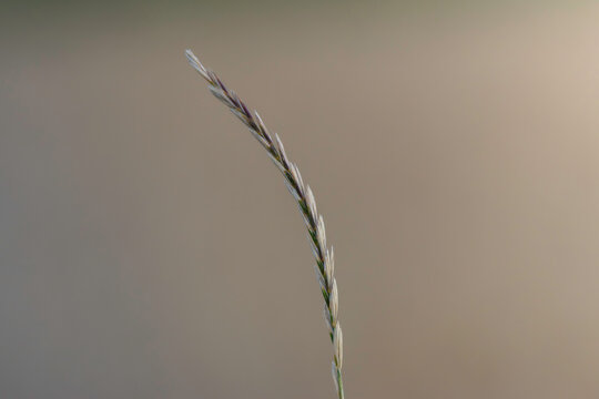 wild grass seed head against soft background