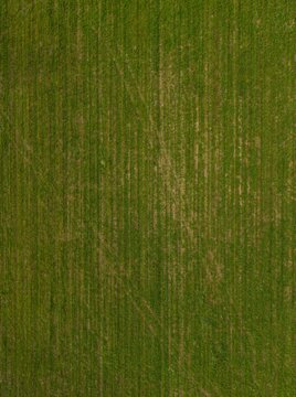 Aerial view of a green agricultural field with visible crop rows and textures in Braga, Braga, Portugal.