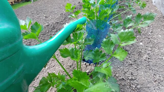 Watering fresh green celery plants in raised garden bed with green watering can   