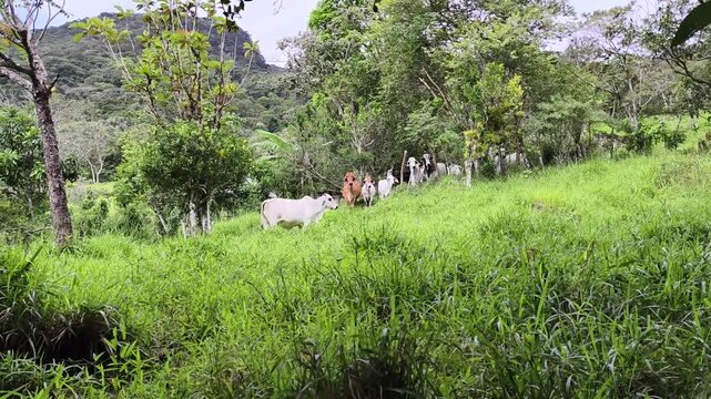 Ganado pastando en monta&ntilde;a 