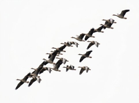 A large flock of wild geese flying in a v formation across the sky