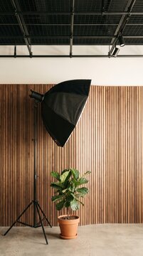Studio softbox light on stand beside walnut slat wall with potted fig and polished concrete floor