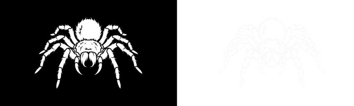 Stylized spider illustration isolated on transparent background
