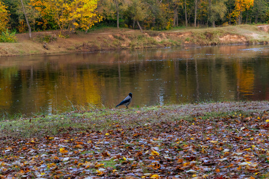 Hooded Crow Standing on Riverbank with Autumn Forest Reflections in Water
