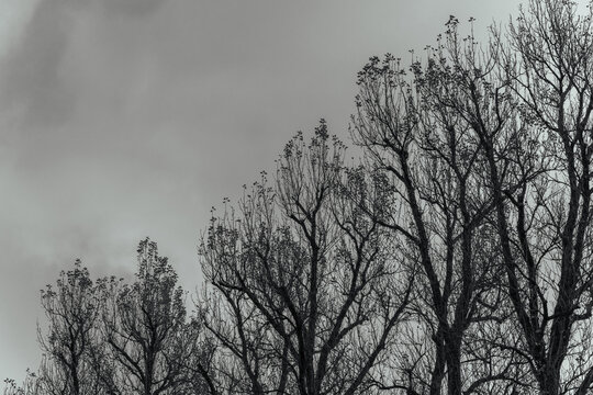 Bare Autumn Trees Against Gray Overcast Sky in Black and White