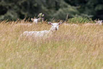 white-sheep-resting-in-golden-meadow-grass © chris2766