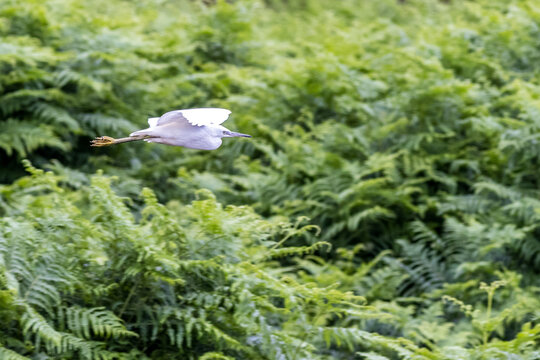 little-egret-flying-over-green-ferns