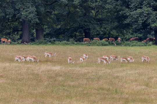 fallow-deer-herd-grazing-with-red-deer-behind