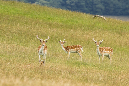 fallow-deer-bucks-in-tall-grass