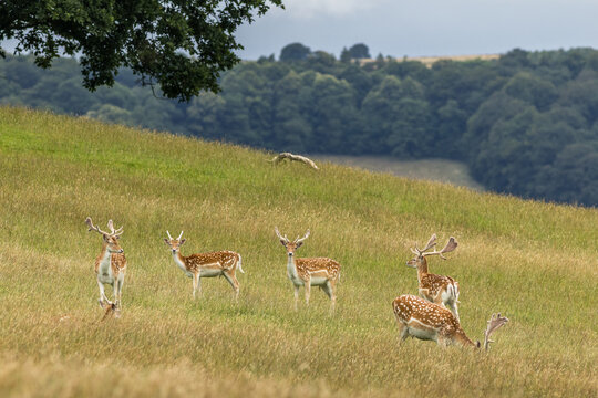 fallow-deer-bucks-with-velvet-antlers