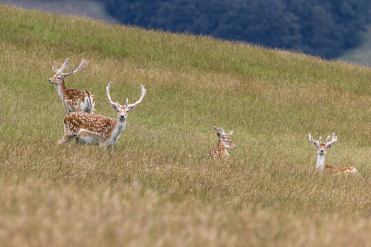 four-fallow-deer-bucks-on-grassy-hillside