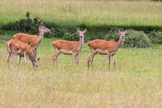 four-red-deer-in-grassland