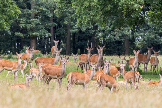 red-deer-herd-at-woodland-edge