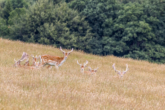 fallow-deer-herd-resting-on-grassy-hillside