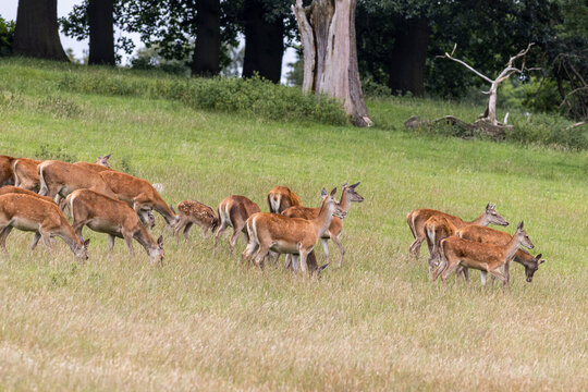 red-deer-herd-grazing-beside-woodland