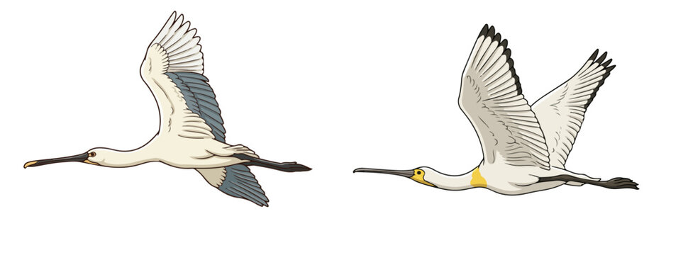 Spoonbill Birds Set White Spoonbill Flying in Flight and Catching Fish with Spatulate Beak Vector Illustration Isolated on White Background