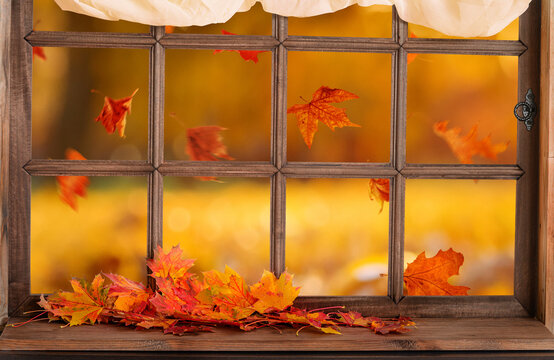 old wooden window and view to autmn park with red falling leaves