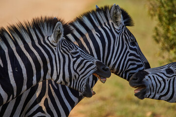 Plains zebras interacting and nipping at each other © Bubu