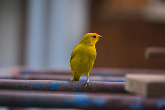 saffron finch perching on feeder