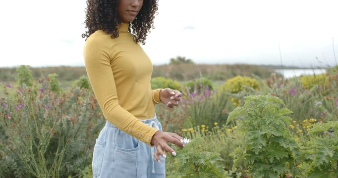 African American woman spotting daisy, reaching, plucking, smelling, savoring on coast, mustard-top