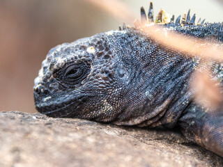 Marine Iguana on Lava Rock: A close-up portrait of a dark-scaled marine iguana resting on a sun-drenched lava rock, its textured skin and spiky dorsal crest capturing the raw. © david