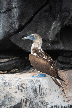 Blue-footed Booby Perched on Rock: A distinctive blue-footed booby stands out with its bright blue feet and speckled brown plumage against a backdrop of dark, rugged volcanic rock formations.